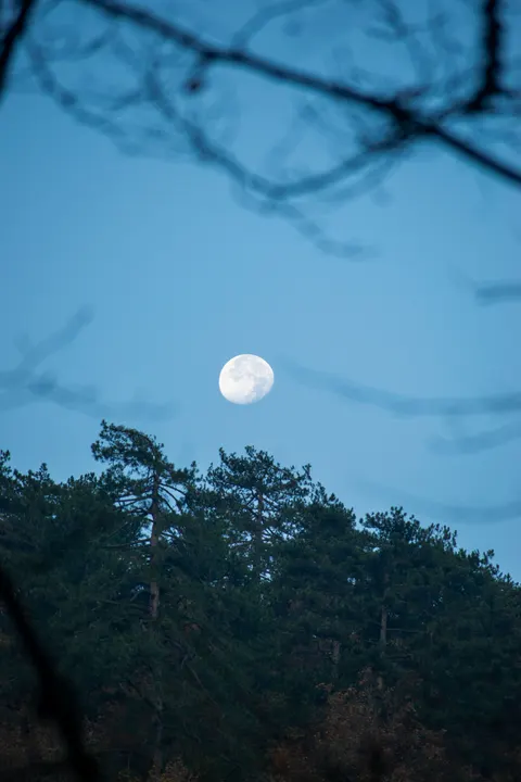 Moon Tree Phone Wallpaper · moon · 1440×2160