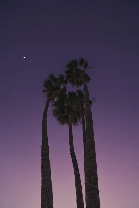 Moon Tree Phone Wallpaper · moon · 1440×2159
