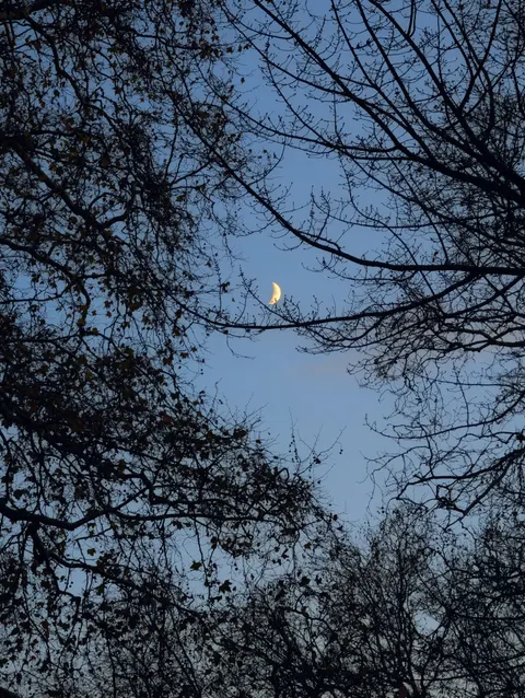 Moon Tree Phone Wallpaper · moon · 1440×1913