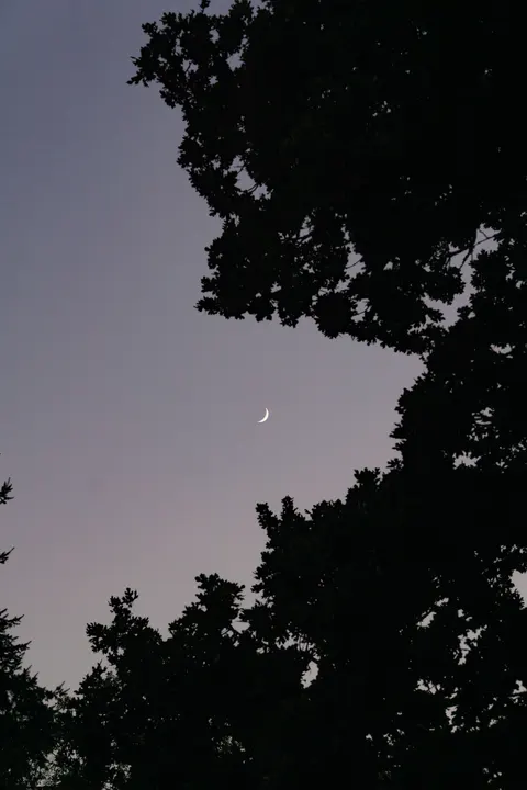 Moon Tree Phone Wallpaper · moon · 1440×2160
