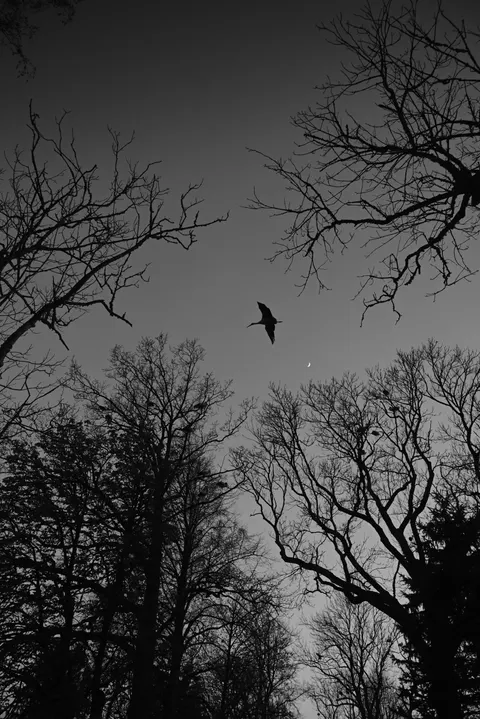 Moon Tree Phone Wallpaper · moon · 1440×2157