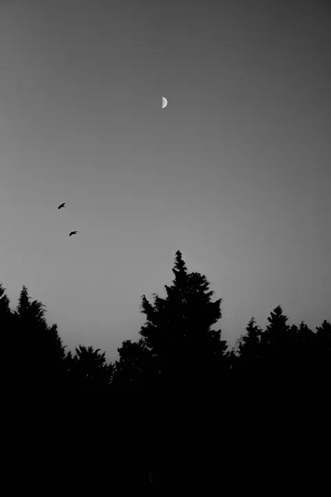 Moon Tree Phone Wallpaper · moon · 1440×2160
