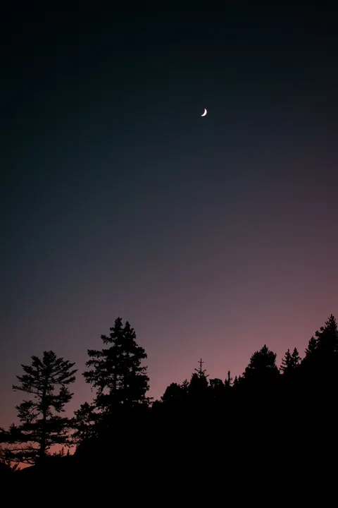Moon Tree Phone Wallpaper · moon · 1440×2160