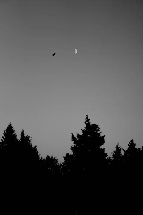 Moon Tree Phone Wallpaper · moon · 1440×2160