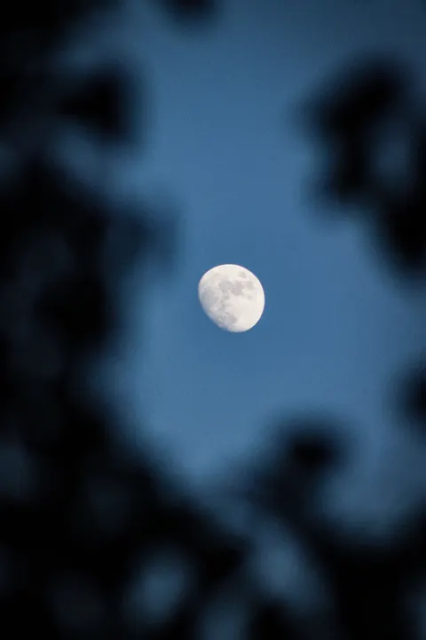 Moon Tree Phone Wallpaper · moon · 1440×2160