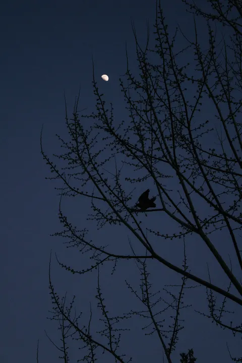 Moon Tree Phone Wallpaper · moon · 1440×2160