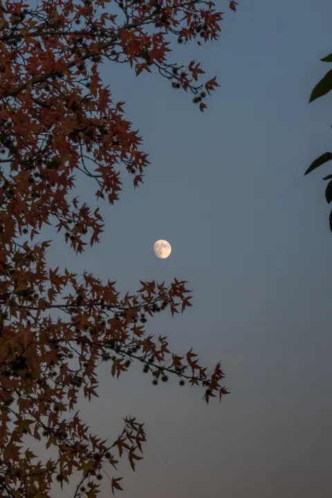 Moon Tree Phone Wallpaper · moon · 1440×2160