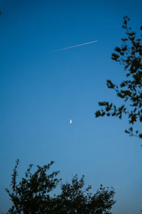 Moon Tree Phone Wallpaper · moon · 1440×2160