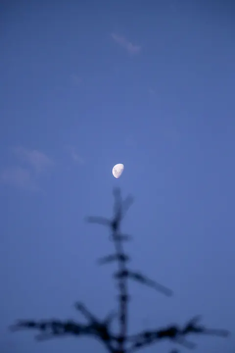 Moon Tree Phone Wallpaper · moon · 1440×2160