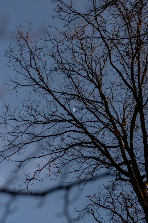 Moon Tree Phone Wallpaper · moon · 1440×2160