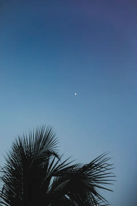 Moon Tree Phone Wallpaper · moon · 1440×2160