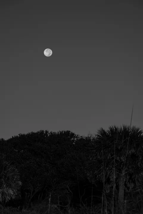 Moon Tree Phone Wallpaper · moon · 1440×2160