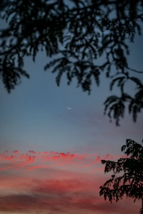 Moon Tree Phone Wallpaper · moon · 1440×2157