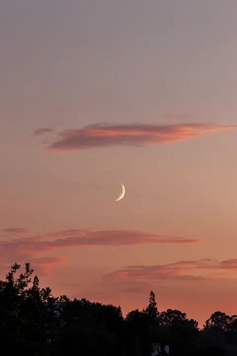 ماه و درخت والپیپر موبایل · moon · 1440×2160
