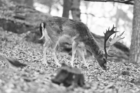 Deer 4K Wallpaper · animals · 3840×2560