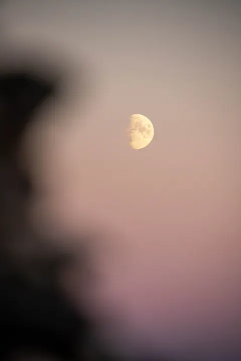 Moon Tree Phone Wallpaper · moon · 1440×2160