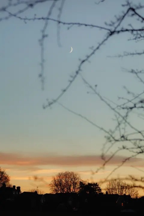 Moon Tree Phone Wallpaper · moon · 1440×2160