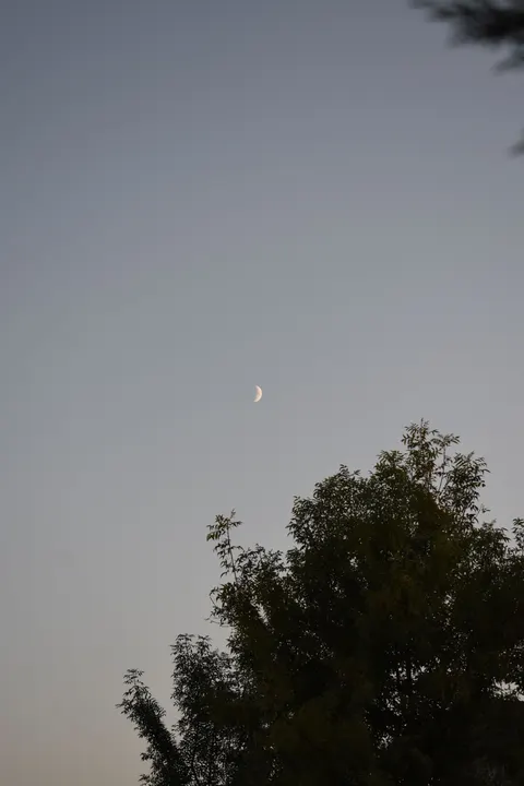 Moon Tree Phone Wallpaper · moon · 1440×2160