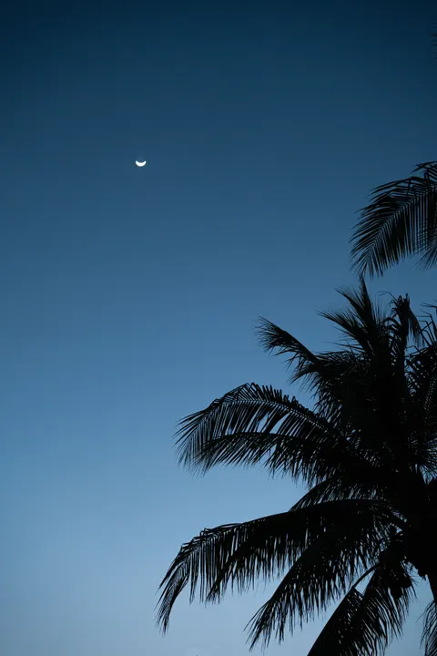 Moon Tree Phone Wallpaper · moon · 1440×2160