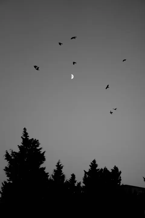 Moon Tree Phone Wallpaper · moon · 1440×2160