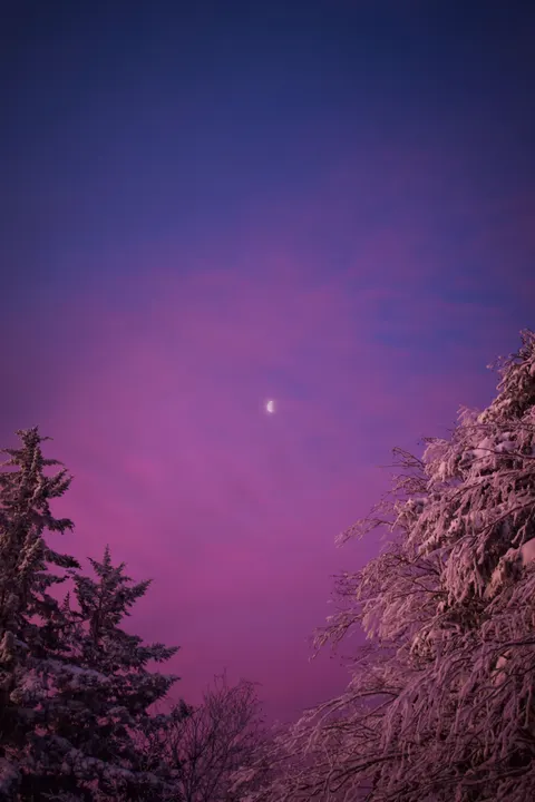 Moon Tree Phone Wallpaper · moon · 1440×2160