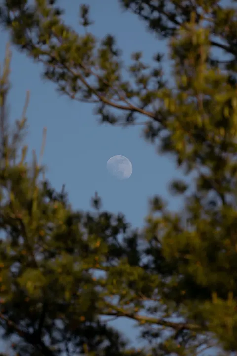 Moon Tree Phone Wallpaper · moon · 1440×2160