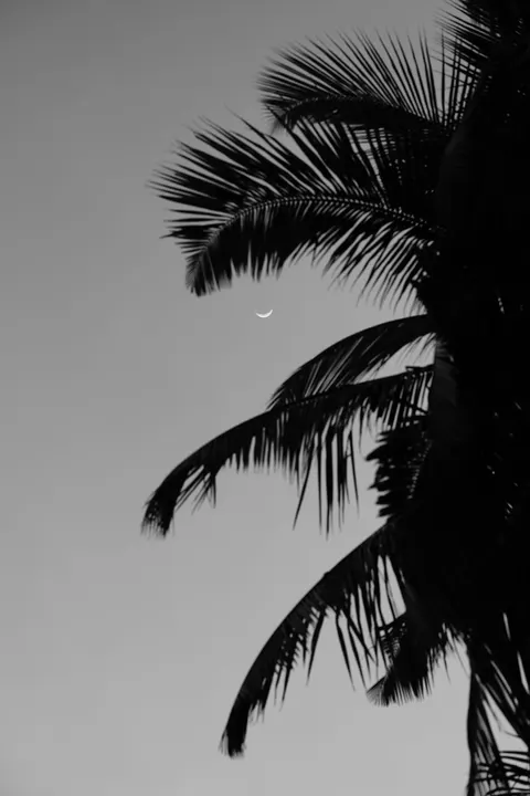 Moon Tree Phone Wallpaper · moon · 1440×2160