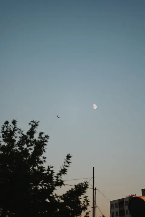 Moon Tree Phone Wallpaper · moon · 1440×2160