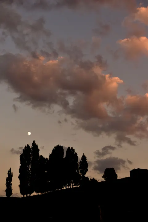 Moon Tree Phone Wallpaper · moon · 1440×2160