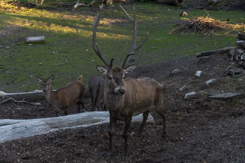 Deer 4K Wallpaper · animals · 3840×2560
