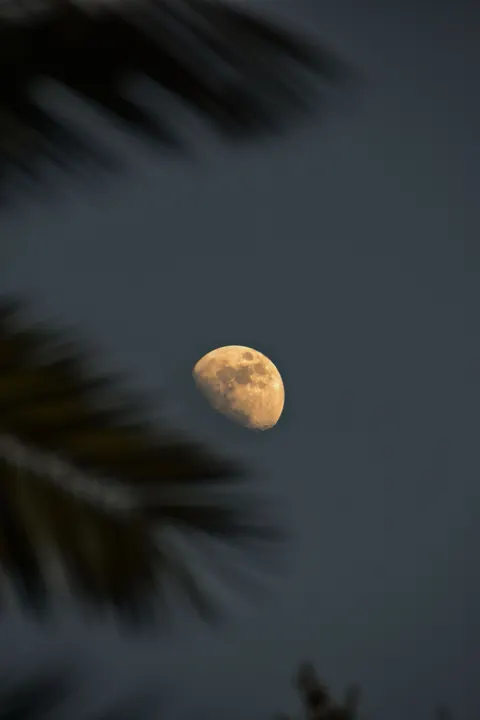 Moon Tree Phone Wallpaper · moon · 1440×2160