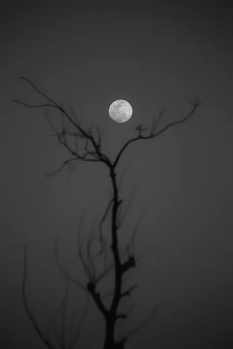 Moon Tree Phone Wallpaper · moon · 1440×2160