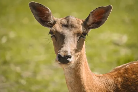 Deer 4K Wallpaper · animals · 3840×2560