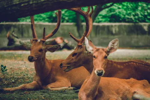 鹿 4K桌布 · animals · 3840×2560