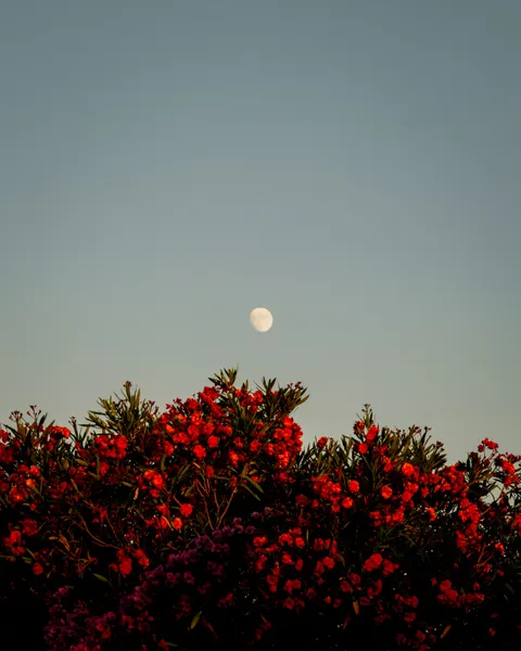 Full Moon Phone Wallpaper · moon · 1440×1800