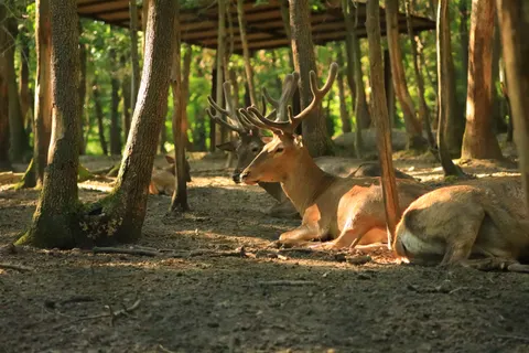 Deer 4K Wallpaper · animals · 3840×2560