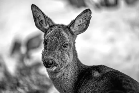 Deer 4K Wallpaper · animals · 3840×2558