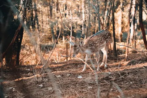 Deer 4K Wallpaper · animals · 3840×2561