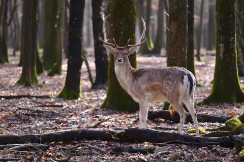 Deer 4K Wallpaper · animals · 3840×2560