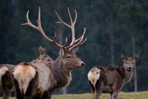 Deer 4K Wallpaper · animals · 3840×2560