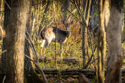 Deer 4K Wallpaper · animals · 3840×2560