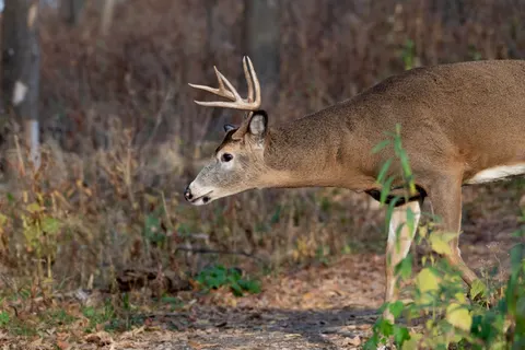 Deer 4K Wallpaper · animals · 3840×2560