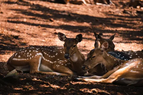 Deer 4K Wallpaper · animals · 3840×2560