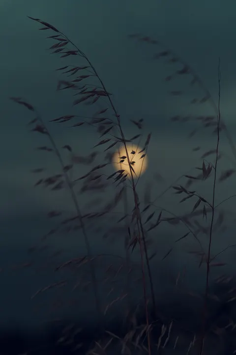 Moon Tree Phone Wallpaper · moon · 1440×2160