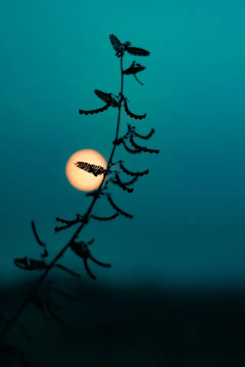 Moon Tree Phone Wallpaper · moon · 1440×2160