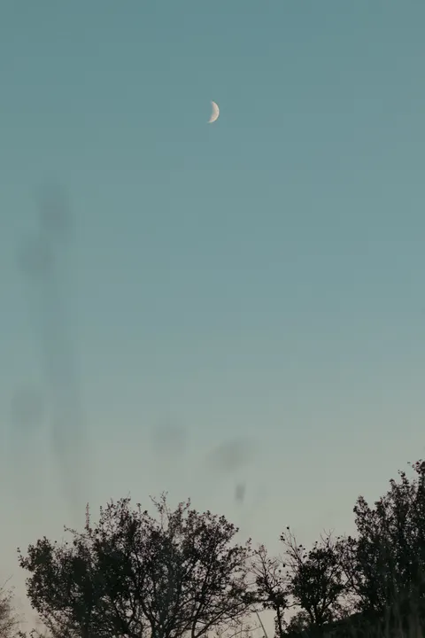 Moon Tree Phone Wallpaper · moon · 1440×2160