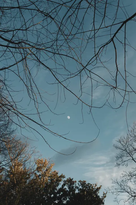 Moon Tree Phone Wallpaper · moon · 1440×2160