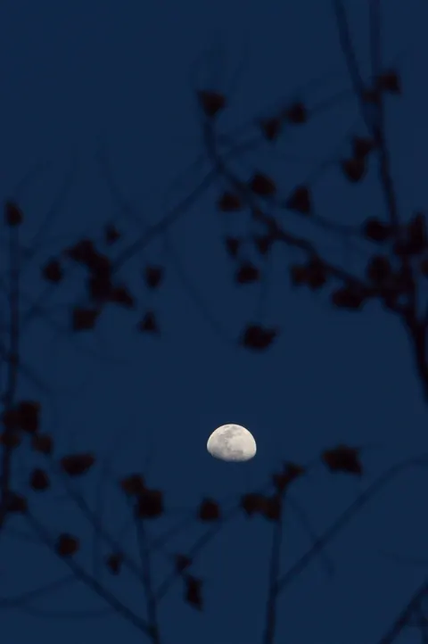Moon Tree Phone Wallpaper · moon · 1440×2166