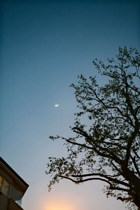 Moon Tree Phone Wallpaper · moon · 1440×2160