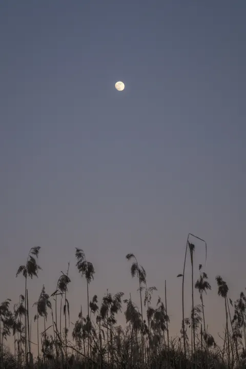 Moon Tree Phone Wallpaper · moon · 1440×2160